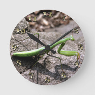 Green Preying Mantis on a Rock Runde Wanduhr