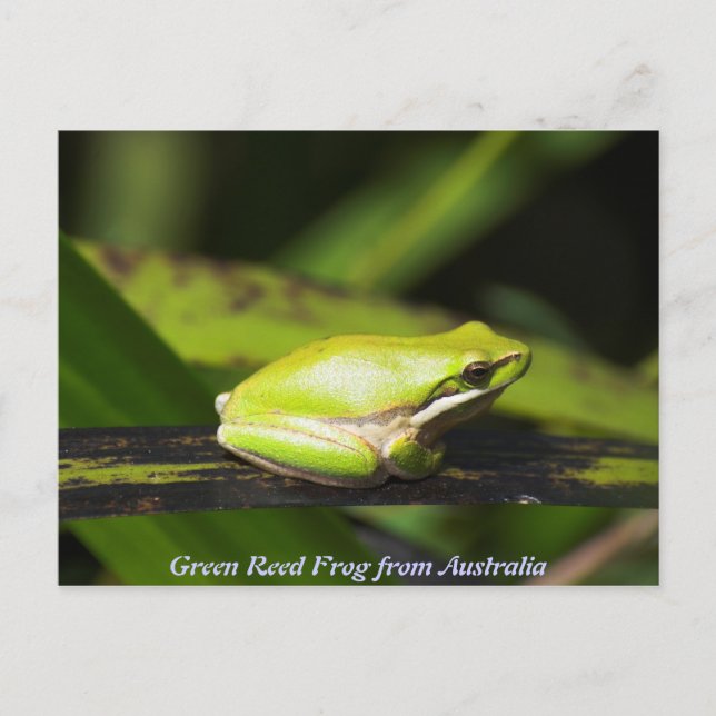 Green Reed Frog Postkarte (Vorderseite)