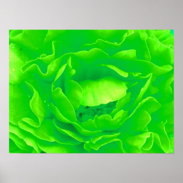 Green Rose Poster (Vorne)