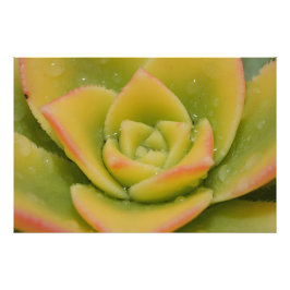 Green Rosette Succulent Wall Art Print Home Decor Fotodruck