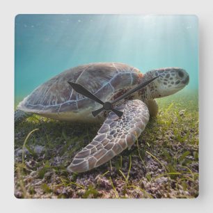 Green Sea Turtle At Dusk Akumal Bay Quadratische Wanduhr