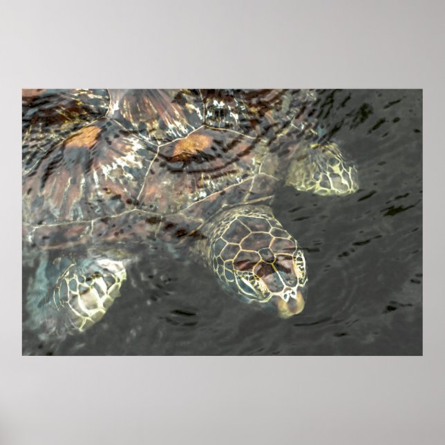 Green Sea Turtle Poster (Vorne)
