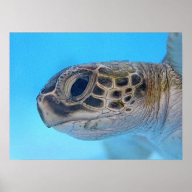 Green Sea Turtle Print Poster (Vorne)