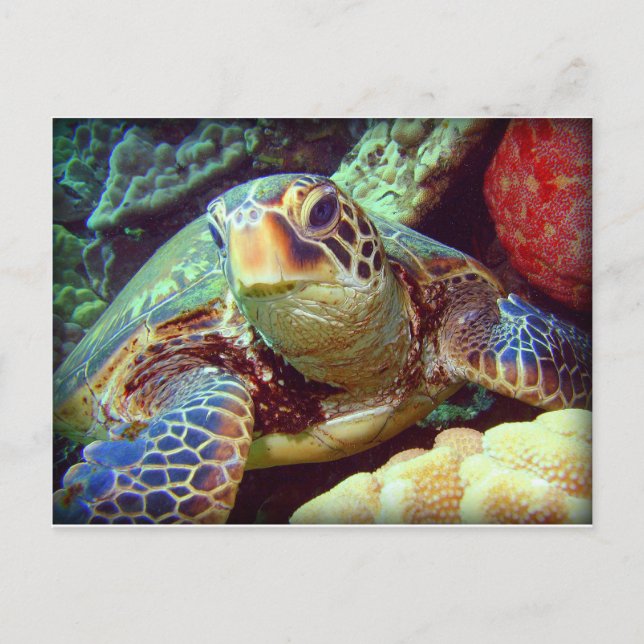 GREEN SEE TURTLE HAWAII POSTKARTE (Vorderseite)