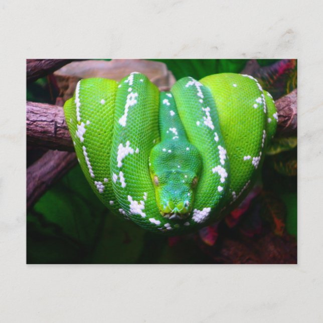 Green Snake Postcard Postkarte (Vorderseite)