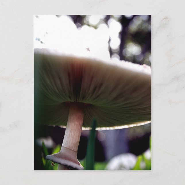 Green Spored Lepiota Postkarte (Vorderseite)
