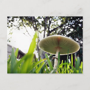 Green Spored Lepiota Postkarte