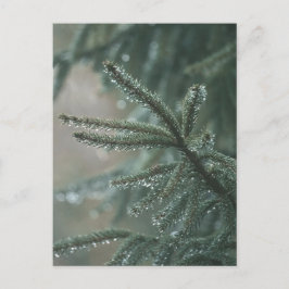 Green spruce tree close-up, Christmas aesthetic Feiertagspostkarte