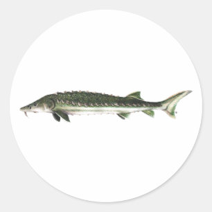 Green Sturgeon - Acipenser medirostris Runder Aufkleber