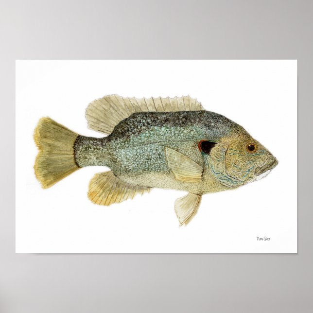 Green Sunfish Watercolor-Studie Poster (Vorne)