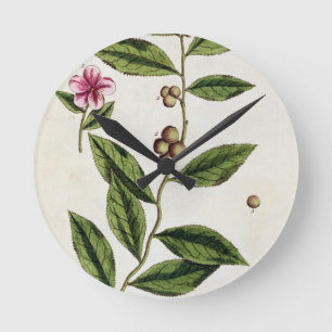 Green Tea, plate 351 from 'A Curious Herbal', publ Runde Wanduhr