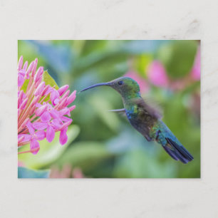 Green Throated Carib Hummingbird Postcard Postkarte