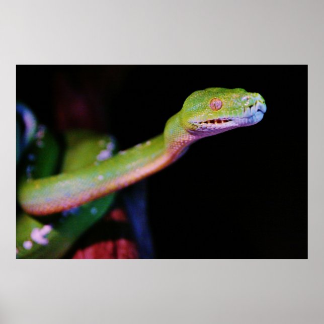 Green Tree Boa Stretching Poster (Vorne)