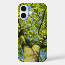 Green Tree Crown Foto mit blauem Himmel -