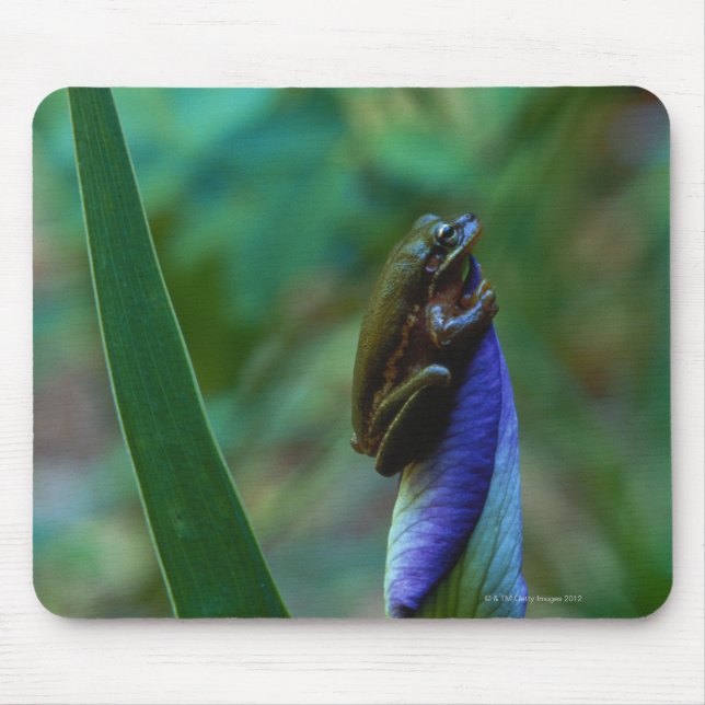 Green Tree Frog on Iris Mousepad (Vorne)