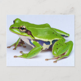 Green Tree Frog Postcard Postkarte