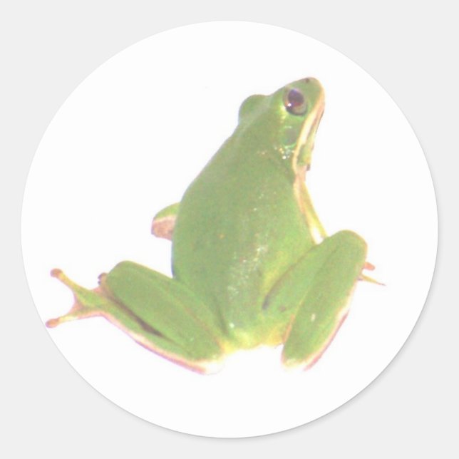 Green Tree Frog Sticker - Klein (Vorderseite)