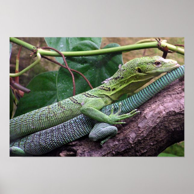 Green Tree Monitor - Varanus prasinus Poster (Vorne)