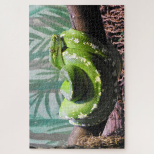 Green Tree Python