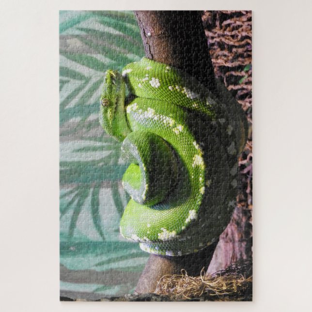 Green Tree Python (Vertikal)