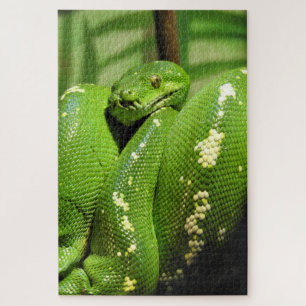Green Tree Python