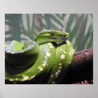 Green Tree Python