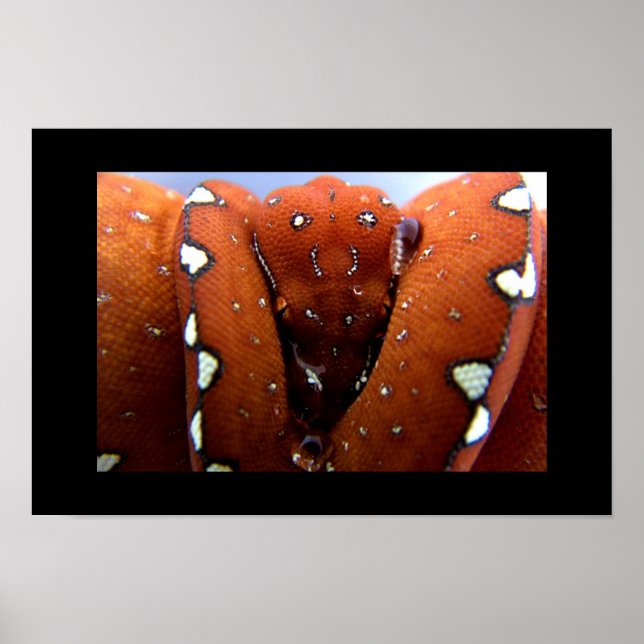 Green Tree Python Poster (Vorne)