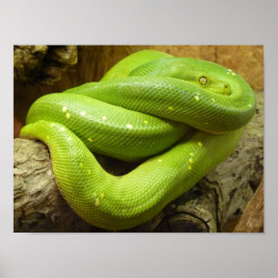 Green Tree Python Poster