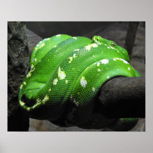 Green Tree Python Poster