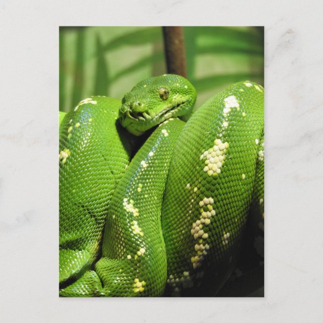 Green Tree Python Postkarte (Vorderseite)