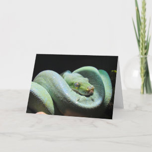 Green Tree Python - Schlangengrüßkarte Karte