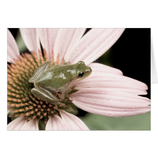 Green Treefrog Card (Vorderseite (Horizontal))