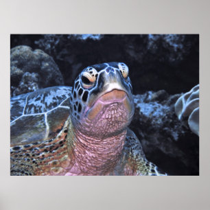 Green Turtle Portrait II Poster