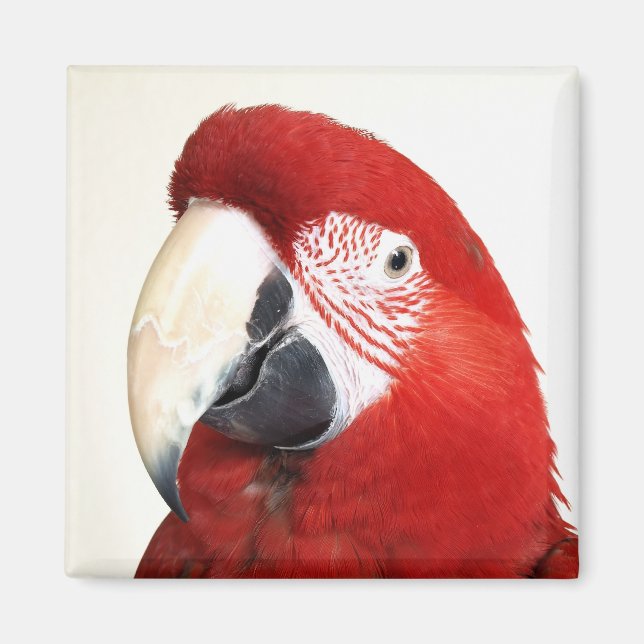 Green Wing Macaw Prinnie Parrot Magnet (Vorne)