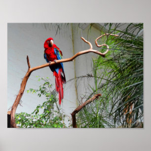 Green-Winged Macaw #2-Poster Poster