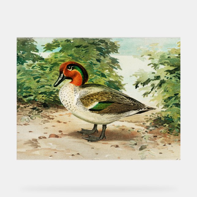 Green-winged teal (Recto)