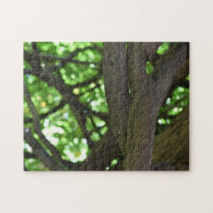Green Wisteria Pergola Tree Nature Fotografy