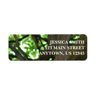 Green Wisteria Pergola Tree Nature Fotografy