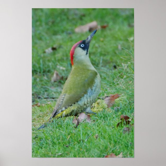 Green Woodpecker Poster (Vorne)