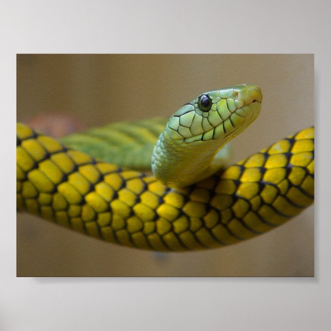 GREEN YELLOW SCALED SNAKE REPTILE FOTOGRAFIE POSTER (Vorne)