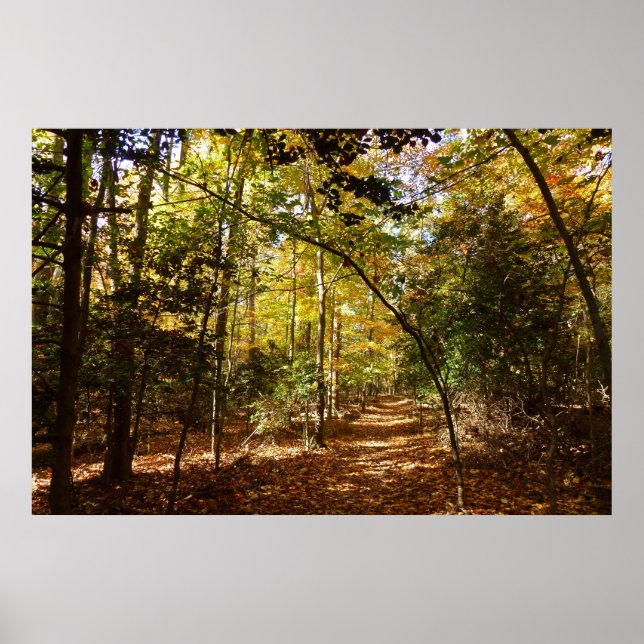 Greenbelt Park in Herbst I Maryland Landschaft Poster (Vorne)