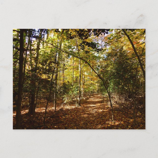 Greenbelt Park in Herbst I Maryland Landschaft Postkarte (Vorderseite)