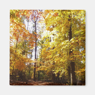 Greenbelt Park in Herbst II Maryland Naturlandscha Magnet