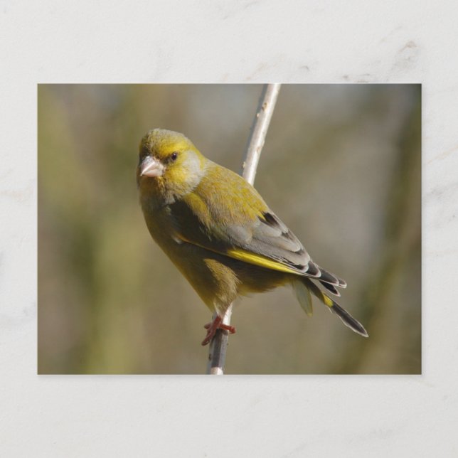 Greenfinch-Postkarte Postkarte (Vorderseite)