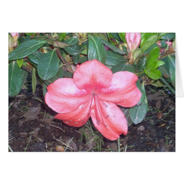 Greenhouse-Blume Nr. (Vorderseite (Horizontal))