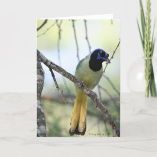 Greenjay-2 Karte
