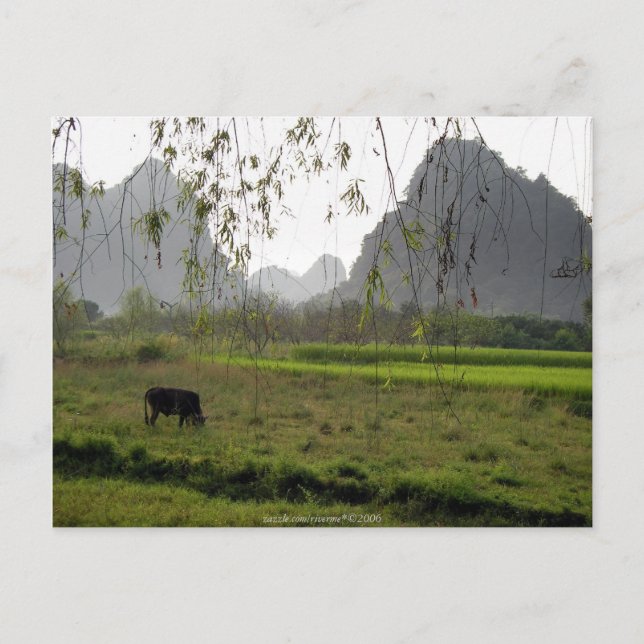 ©Greenness | Kuhweiden, Guilin Guangxi, China Postkarte (Vorderseite)