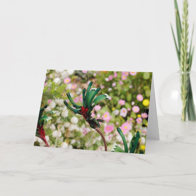 GREETING CARD - Kangaroo Paw Karte (Vorderseite)