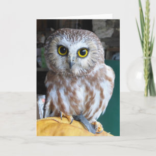 Greeting Card Owl Karte