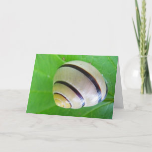 Greeting card white-brown snail karte